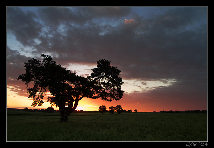 Baum1_SunriseDrama.jpg