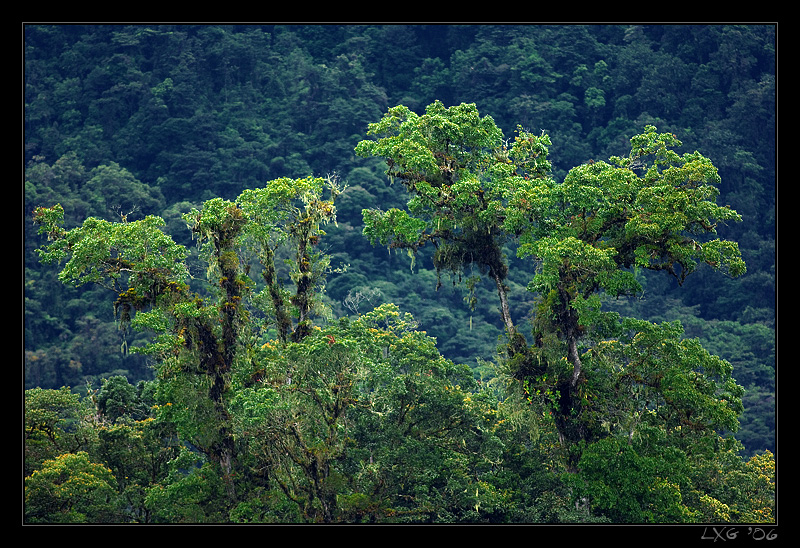 CRA_Rainforesttrees.jpg