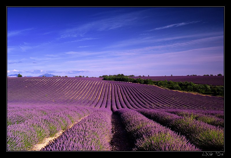 Provence_LavHoriz1.jpg