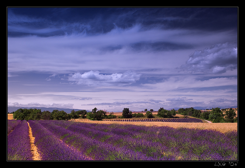 Provence_LavNicWid1.jpg