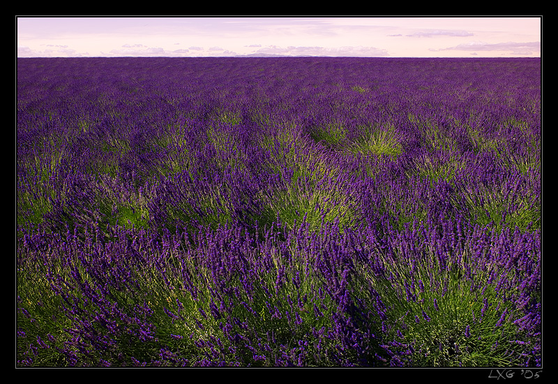 Provence_Lav_HorizFull.jpg