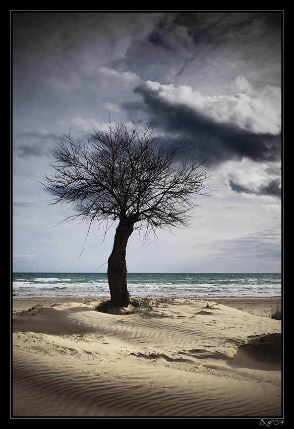 SicilyBeachtree.jpg