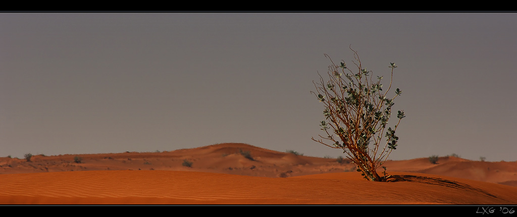UAE_DesertBush.jpg