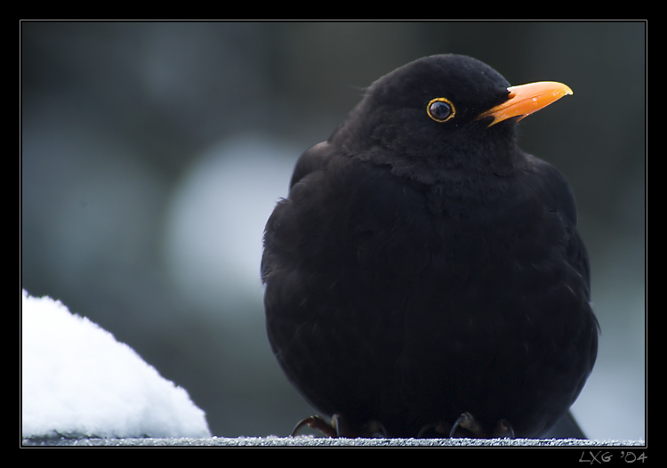 Amsel_Schnee.jpg