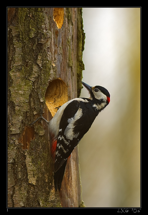 Buntspecht_Lochklopf2.jpg