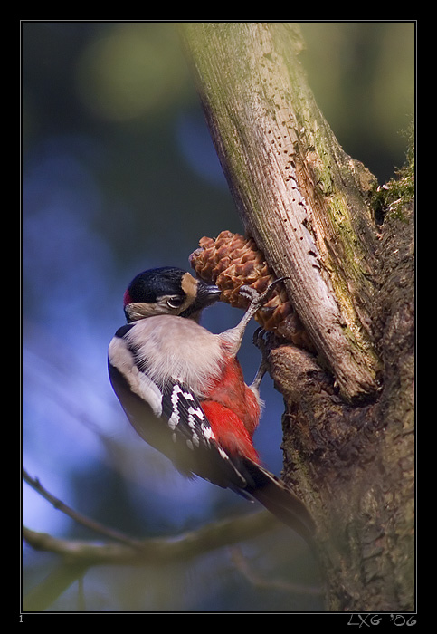 Buntspecht_Tannenzapfen2.jpg