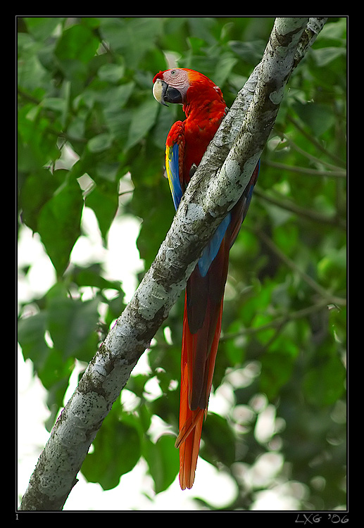 CRA_ScarletMacaw1.jpg