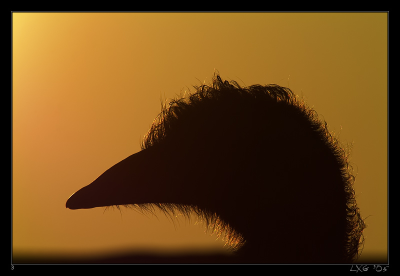 Emu_FrauSilhouette.jpg