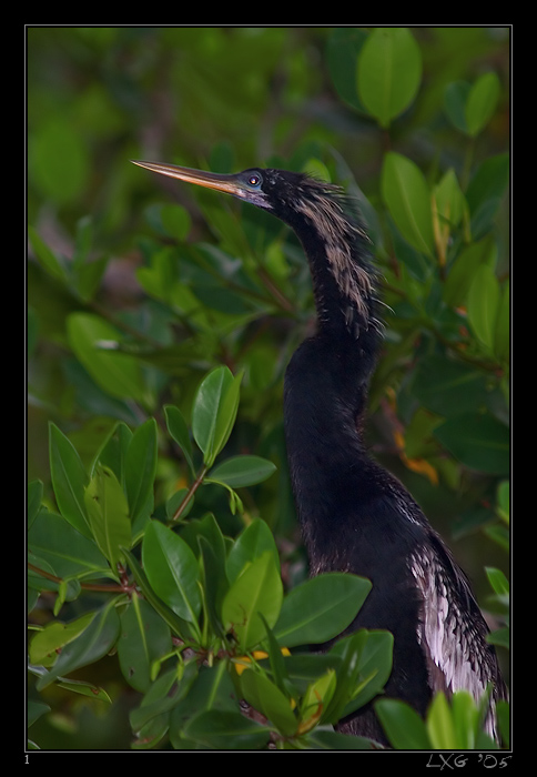 FLA_Anhinga_Baum.jpg