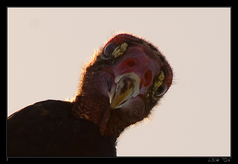 FLA_TurkeyVult_subj1.jpg