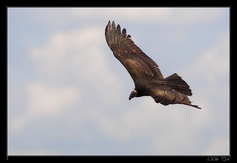 FLA_TurkeyVulture1.jpg