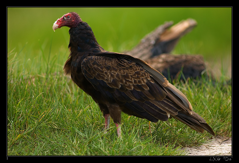 FLA_TurkeyVulture2.jpg