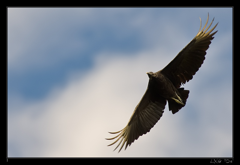FLA_blackvulture1.jpg