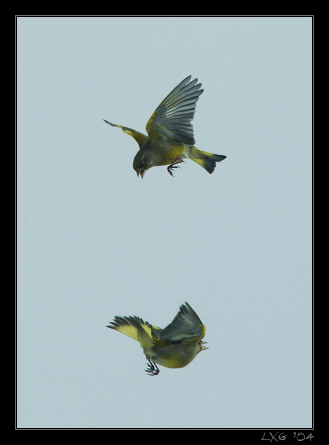 Gruenfinken_Lufkampf.jpg