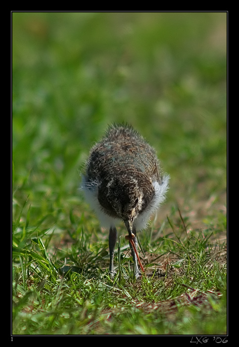Kiebitz_BabyWurm.jpg