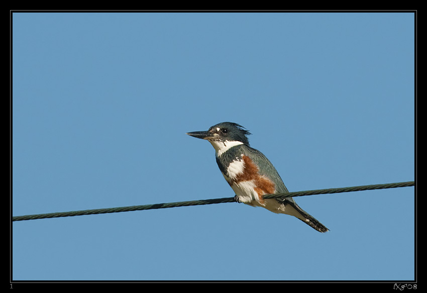 MEX_BeltedKingfisher.jpg