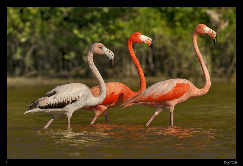 MEX_Flamingos1.jpg