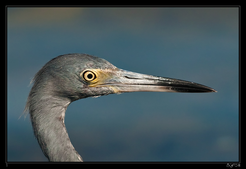 MEX_LittleBlueHeron.jpg