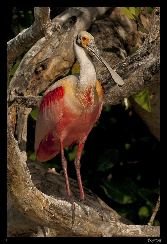 MEX_RoseateSpoonbill.jpg