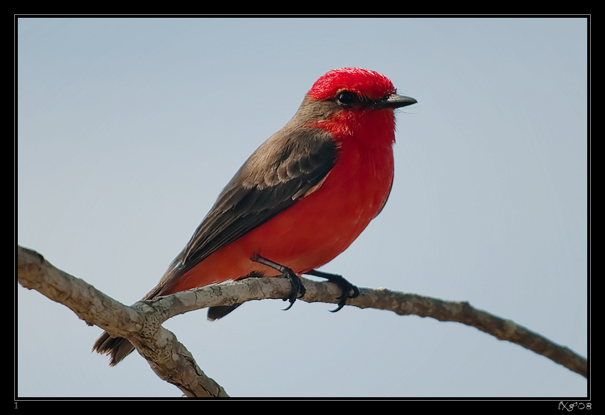 MEX_VermillionFlycatcher.jpg