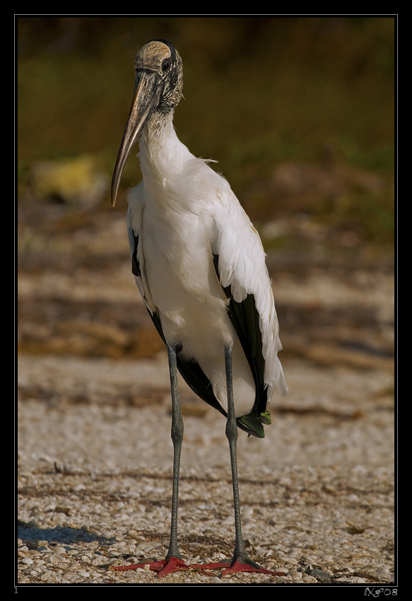 MEX_Woodstork1.jpg