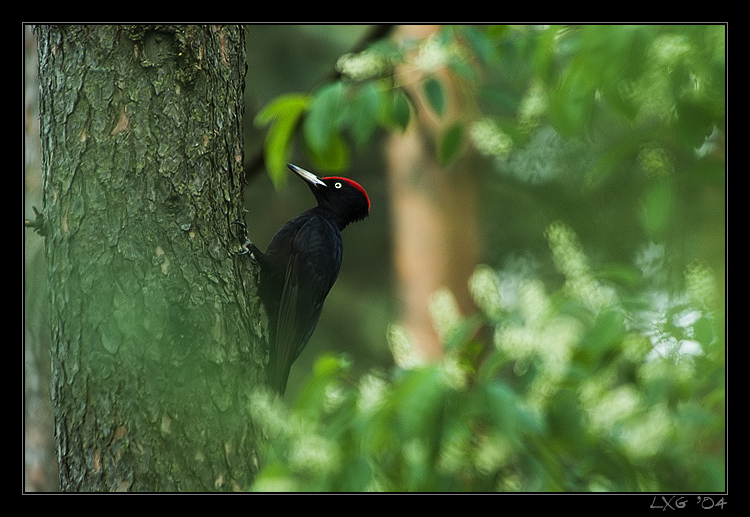 Schwarzspecht1.jpg