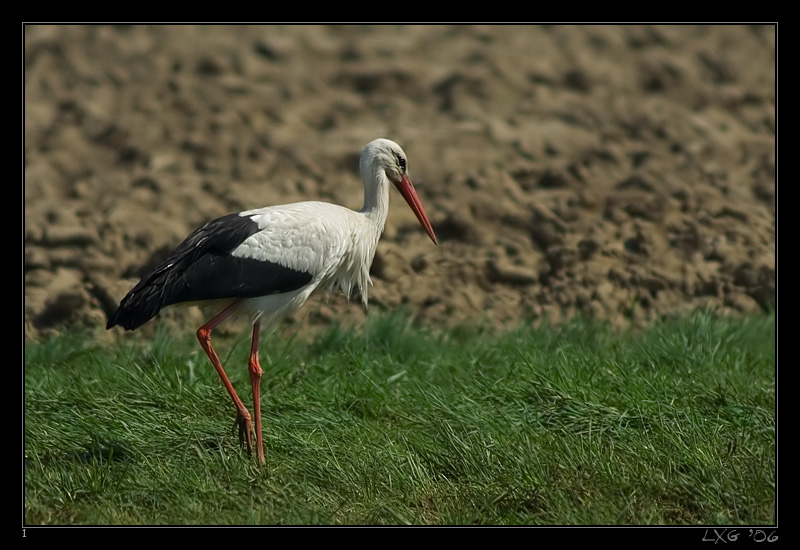 Storch_imFeld1.jpg
