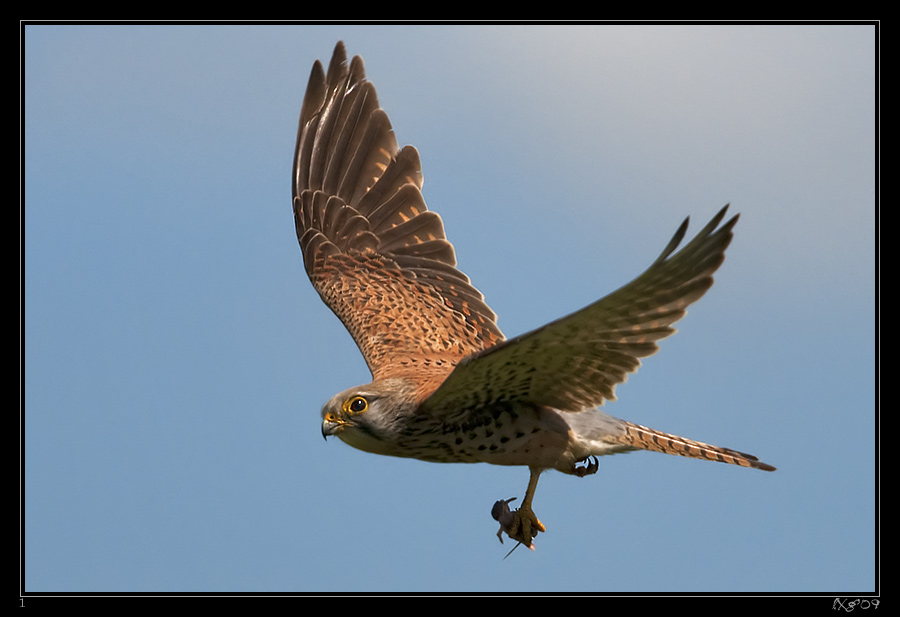 Turmfalke_mitBeute.jpg