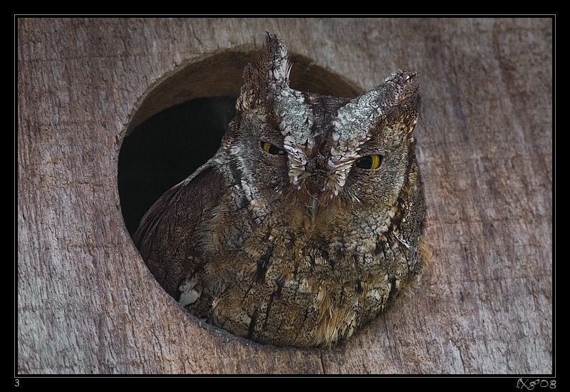 Zwergohreule1.jpg