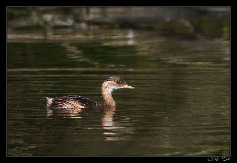 Zwergtaucher1.jpg