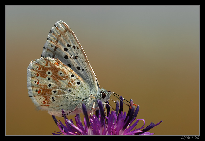 Blaeuling_Himmelblau_1.jpg