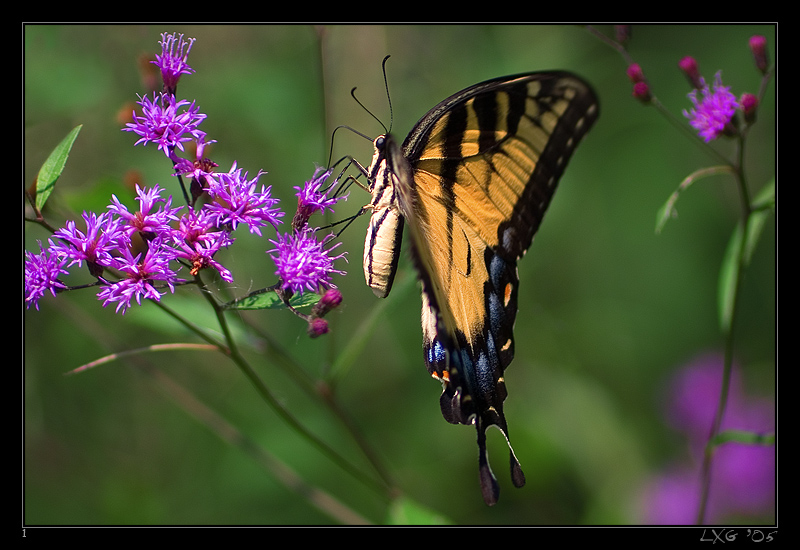 FLA_TigerSwallowtail.jpg
