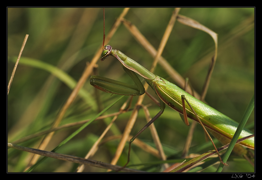 Gottesanbeterin_gruen1.jpg