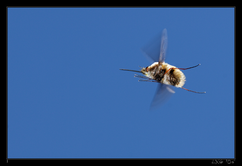 Hummelschweber_05blau1.jpg