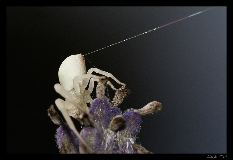 Krabbenspinne_Faden.jpg