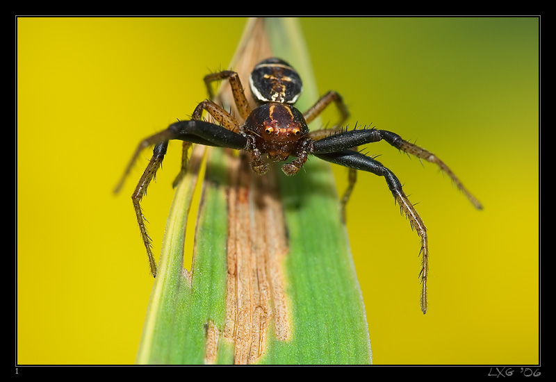 Krabbenspinne_Schwarzgelb.jpg
