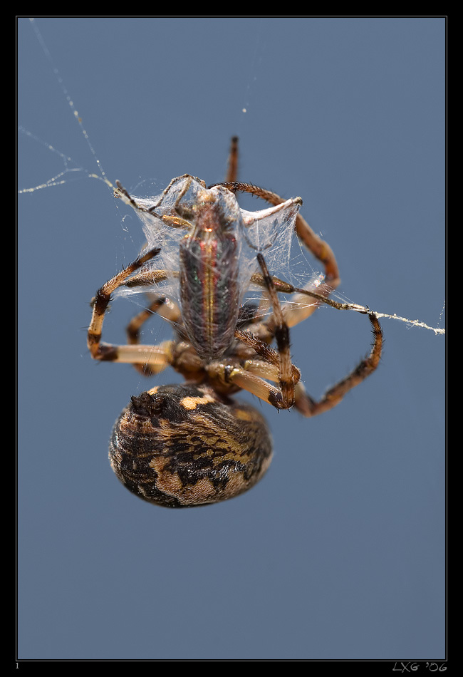 Kreuzspinne_Schilfkaefer.jpg