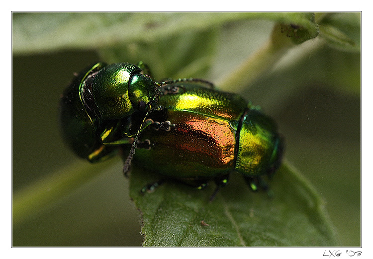 Makro_BeetlePopClose.jpg