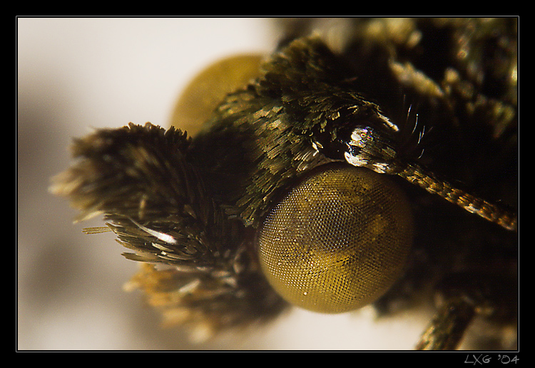 Makro_Falterauge.jpg