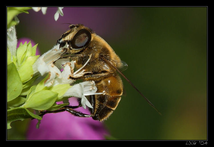 Makro_Mistbiene1.jpg