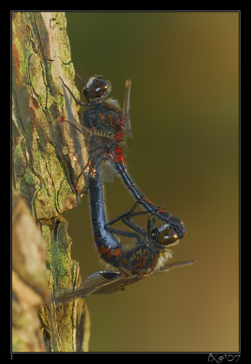 Moosjungfer07_Paarung1.jpg