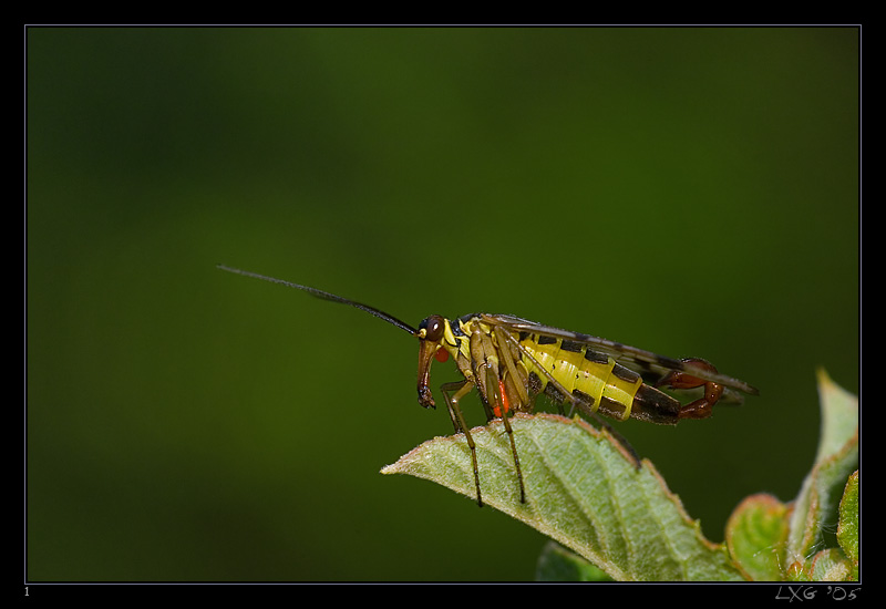 Skorpionsfliege_maennl.jpg