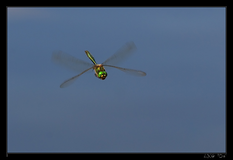 Smaragdlibelle_Flug1.jpg