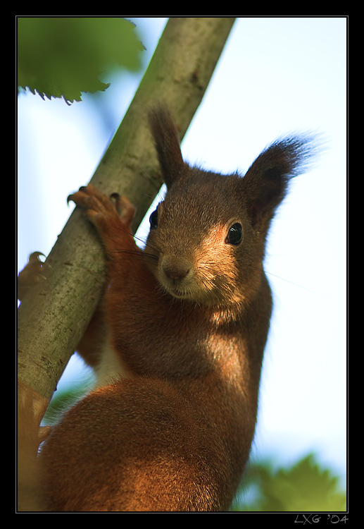 Eichhoernchen_hell.jpg