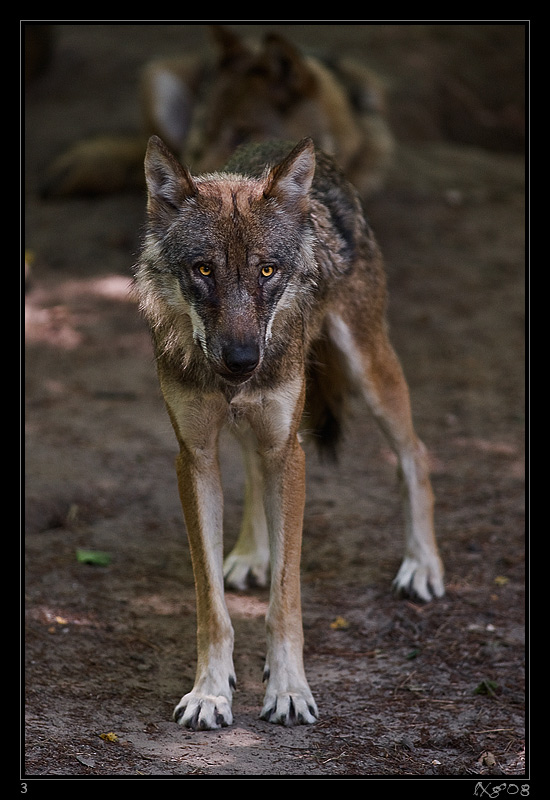 WolfSchwarzBerg1.jpg