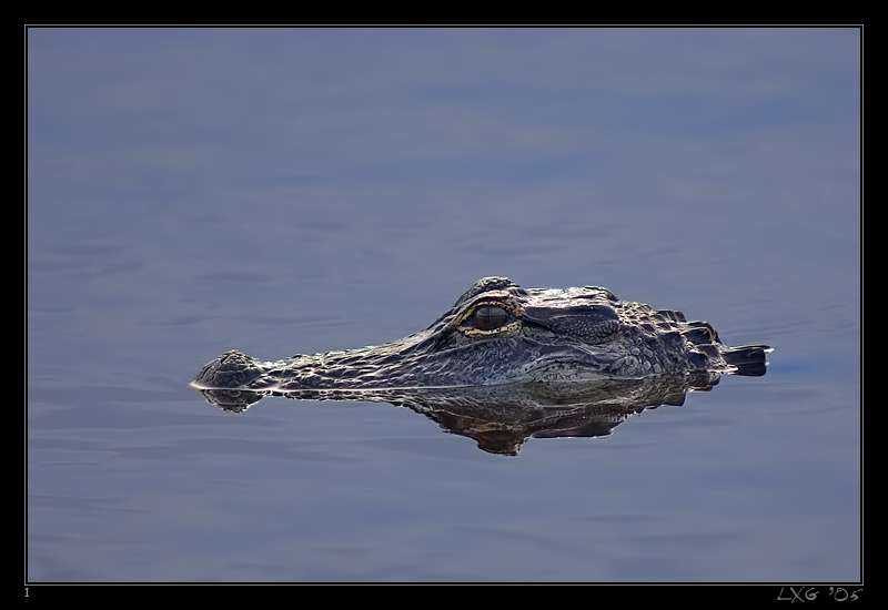 FLA_Alligator_Water1.jpg