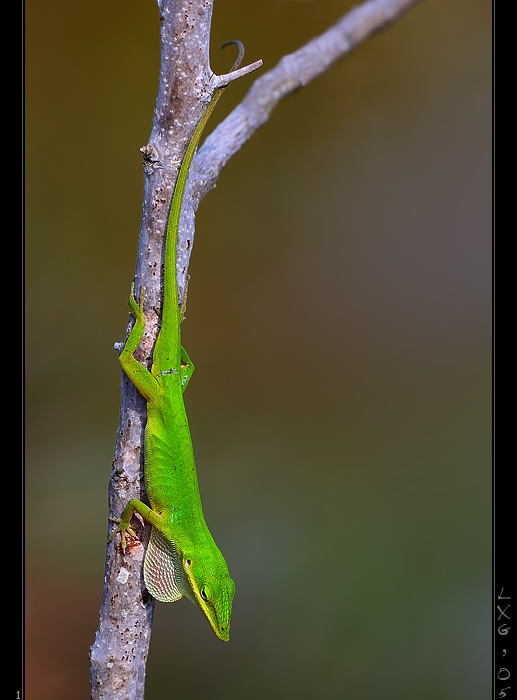 FLA_GreenAnole1.jpg