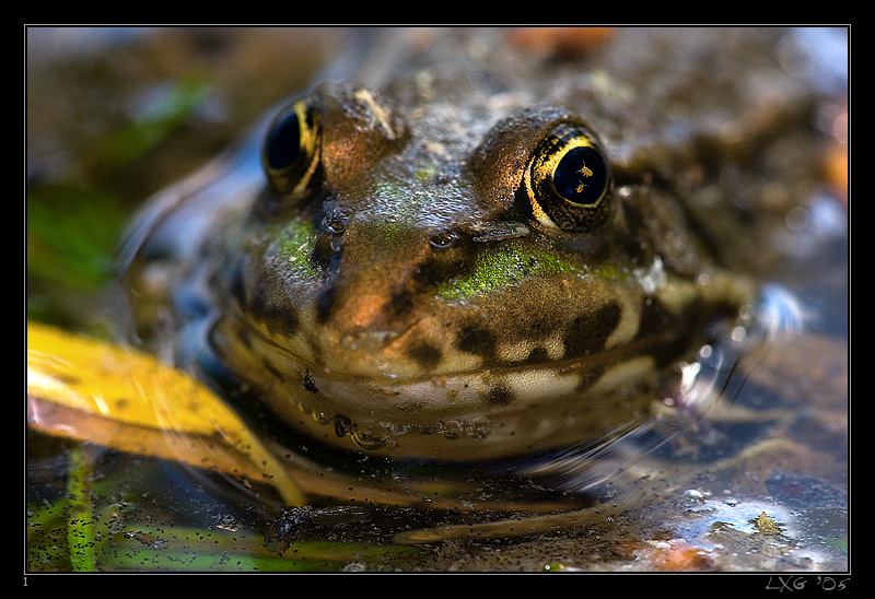 Seefrosch_Augenkrabbel.jpg