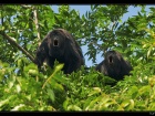 Wildlife